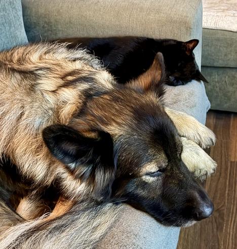 A sable long haired German Shepherd sleeps beside her jet black feline brother. For once choosing not to sit on him so that he vacates his place on the sofa. Peace in our time!