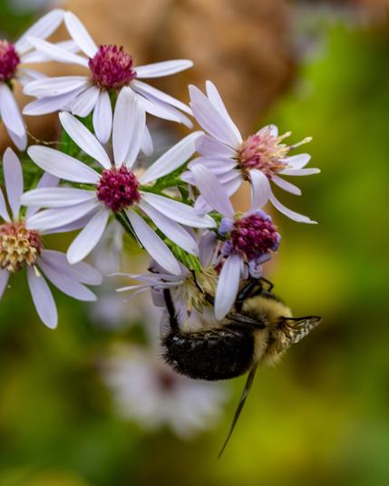 A bee is hanging off a white flower