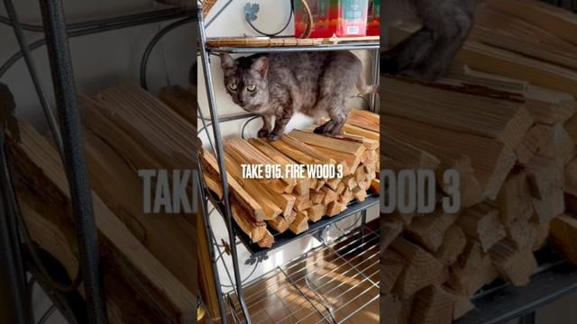 #火付け用木材 #薪ストーブ の季節が近づいて来た #薪好き猫 #egyptianmaucat #エジプシャンマウ #エジプシャンマウスモーク #エジプシャンマウの仲間たち #shorts