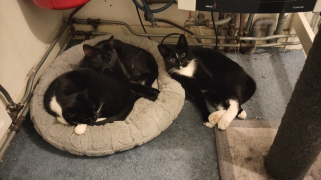 Drie katten, twee tegen elkaar aan in een grijze mand, de derde tegen de mand aan.