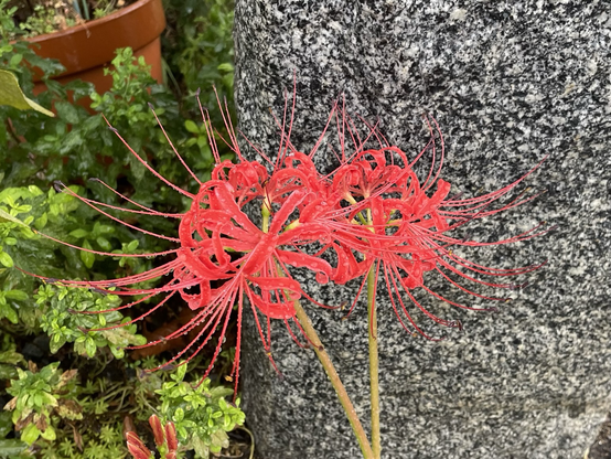 彼岸花