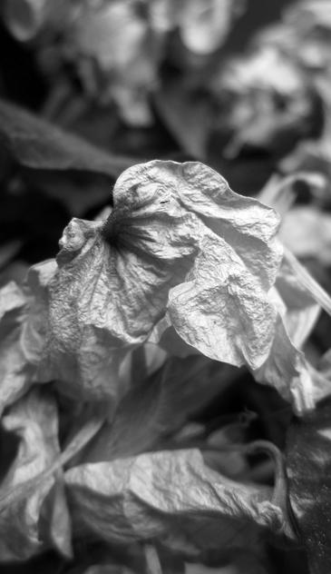 Fotografía macro en blanco y negro de una flor marchita
