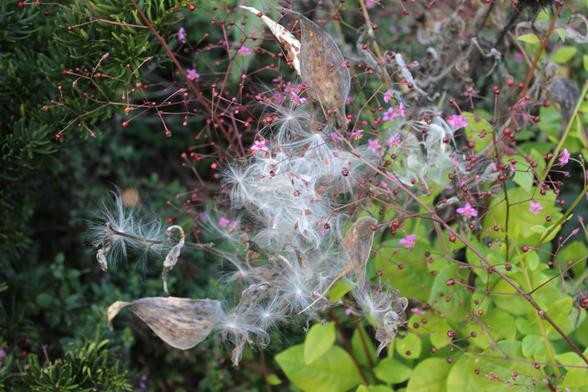 White fluffy seeds caught by nearby remaining stems from plant blooms near the opened dry gray milkweed pods. There are very few remaining tiny pink blooms on the red stems that have risen above the bright green leaves of their plant in the background.