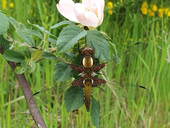 Libellule Déprimée
Libellula depressa