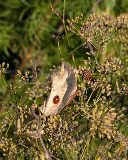 Ein Siebenpunkt-Marienkäfer und eine Streifenwanze sitzen im Fenchel, der Marienkäfer auf einem Blatt.