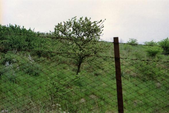Farbfoto mit Blick durch einen Maschendrahtzaun auf eine Hügelwiese mit Gras, Gebüsch und einem mittelgroßen Baum in Bildmitte. Der Horizont verläuft leicht schräg nach unten, wie auch der Zaun. Graublauer Himmel. Olympus OM-1 mit 50 mm Zuiko auf Kodak Color Plus.