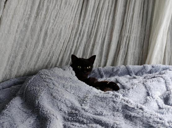 Gato negro en una cama, tapado con una manta gris. Sólo se le ve la cabeza.
