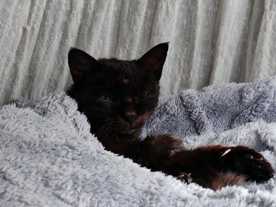 Gato negro en una cama, tapado con una manta gris. Sólo se le ve la cabeza.  Tiene los ojos cerrados