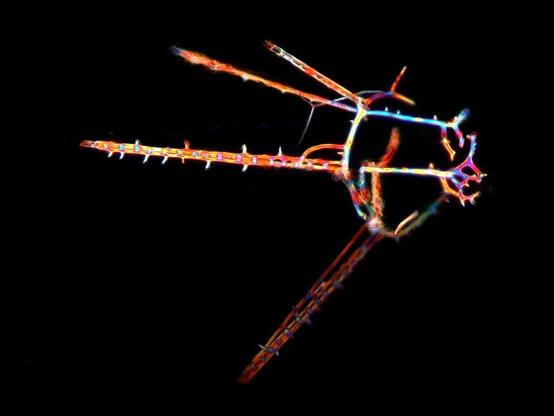Calcareous skeleton under polarized light from a pluteus larva of the sea biscuit Clypeaster subdepressus.