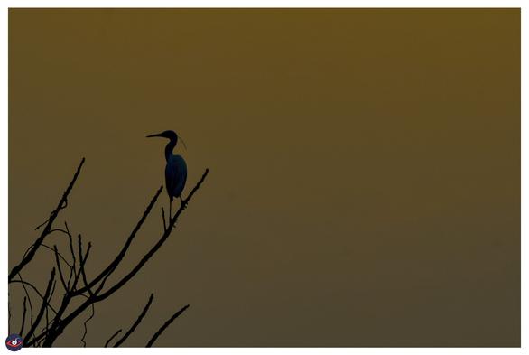 silhouette of an Heron sitting on a branch (without any leaves) the background is a shade of golden brown. 

This photo had inspired me to write this poem. 

𝐓𝐡𝐞 𝐇𝐞𝐫𝐨𝐧

Against the fading, evening sky,
A heron's form, so stark and high.
A slender neck, a pointed beak,
Silently gazing at the creek.