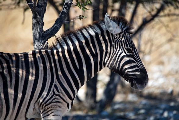 Zebra in the sun
