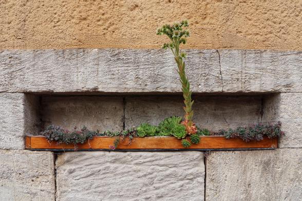 A narrow, rectangular wooden planter is embedded into a textured, light grey stone wall. The planter is filled with a variety of small, lush succulents and low-growing plants, showcasing shades of green and hints of purple flowers. Rising prominently from the centre of the planter is a tall, slender green plant with elongated leaves, reaching upwards towards the sky. The wall above the planter is a smooth, beige stucco, contrasting with the rough texture of the stone. The scene captures a touch of nature thriving in an urban or architectural setting.