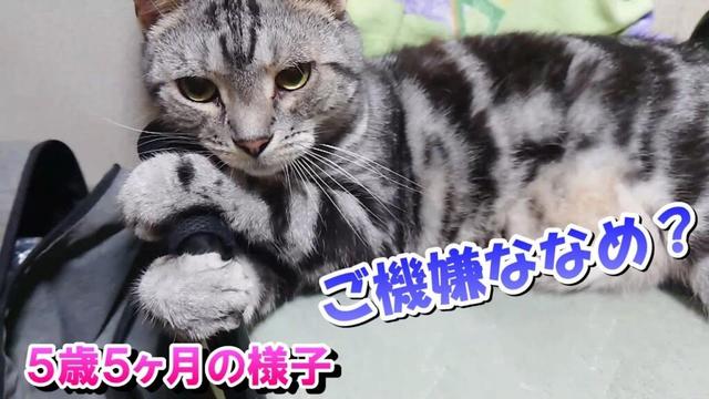 ５歳５ヶ月の様子！ご機嫌ななめ？（アメリカンショートヘア）