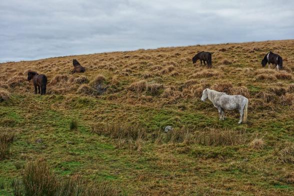 A tranquil scene unfolds across the rolling hills of Dartmoor, under a cloudy, overcast sky. Five wild ponies graze freely on the rugged, grassy terrain. Four of the ponies are dark brown or black, blending into the earthy tones of the landscape, while one pony stands out with its distinctive grey and white dappled coat. The hills are covered in patches of dry grass and heather, typical of the moorland environment. The scene captures the natural beauty and wild spirit of Dartmoor, with its open spaces and untamed charm.