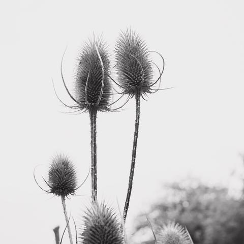 A black and white photograph of teasels against a white background.