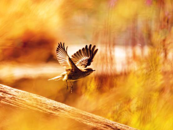 𝗣𝗶𝗰𝘁𝘂𝗿𝗲 𝗗𝗲𝘀𝗰𝗿𝗶𝗽𝘁𝗶𝗼𝗻 (𝗘𝗻𝗴): A golden-toned image featuring a blurred background of riverine weeds and an old fallen log from which a bird, specifically a pied flycatcher, takes off.

𝗗𝗲𝘀𝗰𝗿𝗶𝗽𝗰𝗶𝗼́𝗻 (𝗘𝘀𝗽): Una imagen de tonos dorados en la que vemos un fondo desenfocado de maleza fluvial y un viejo tronco caído del que despega un ave, concretamente un papamoscas cerrojillo.
