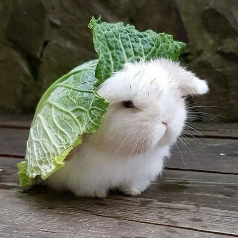 A fluffy white rabbit with a cabbage leaf on it, covering its back and most of head, but the leaf flips up at the front. The rabbit seems unimpressed