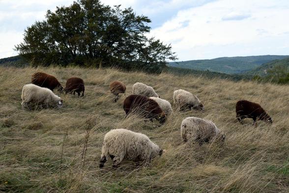 Auf einer Wiese mit hohem, gelbbraunen Gras steht eine Gruppe von Schafen, einige mit weißen Fell, ein paar mit braunem. Alle haben die Köpfe gesenkt und grasen eifrig. Im Hintergrund, am Rand der Wiese, steht ein Baum mit breiter Krone. In der Ferne sind bewaldete Hügel erkennbar, darüber ein wolkenverhangener Himmel.