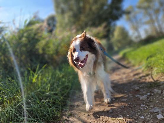 Hund auf sonnigem Feldweg
