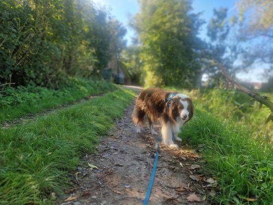 Hund auf sonnigem Feldweg