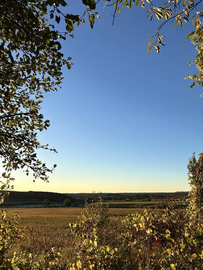 On the left side and right and in front of me in the photo are leaves turning colour with autumn. The sky is blue. The cornfield in the middle distance is starting to go golden as the leaves die off.  I get #robins gathering here for several days or weeks in the autumn before they move on, and I can hear them overhead.