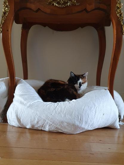 photography of a calico cat sitting on a big white cushion squished beneath a small but long-legged wooden dressing table. The cat looks at the viewer in a state between miffed and sleepy.