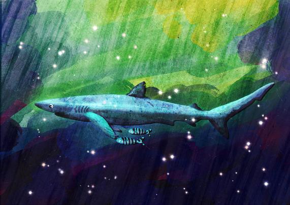 Illustration von einem Blauhai mit Pilotfischen