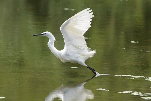 A graceful little egret takes flight, its brilliant white wings spread wide over the calm, green water. Its reflection is visible below as it leaves the water's surface. #Birds #lukehaigh #birdphotography #wildlifephotography #naturephotography #CanonR5ii