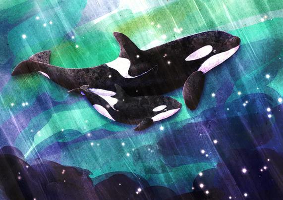 Illustration von einem ausgewachsenen Orca und einem Orcababy. Sie sind umgeben von Sonnenstrahlen und Sternen.