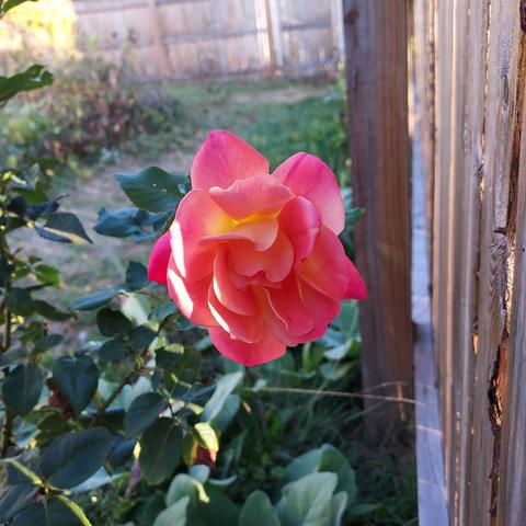 a pink rose with yellow at the base of its petals.  Rose bush can be seen under the flower, and wooden fence to its right