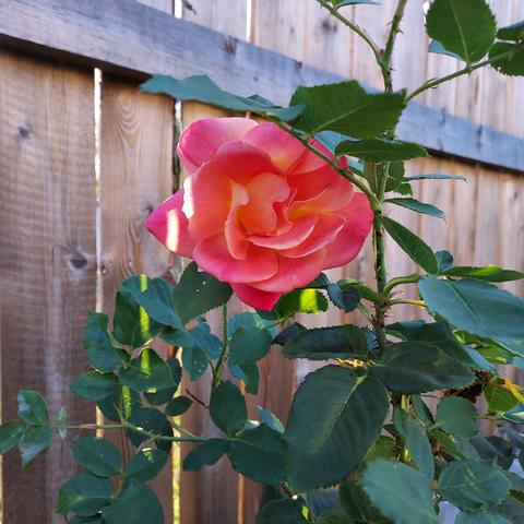 a pink rose with yellow at the base of the petals.  rose bush and wooden fence in the background