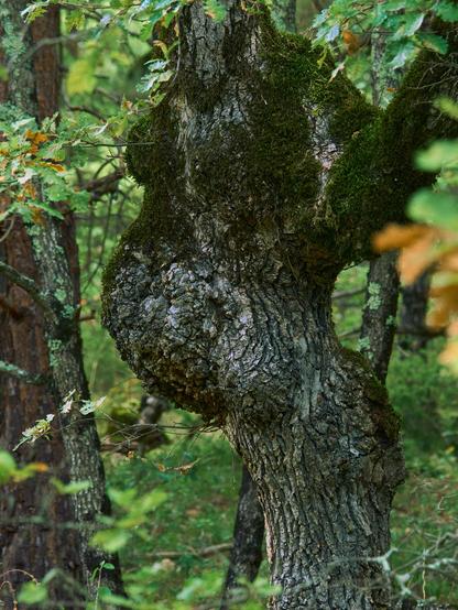 Tree, forest, photography