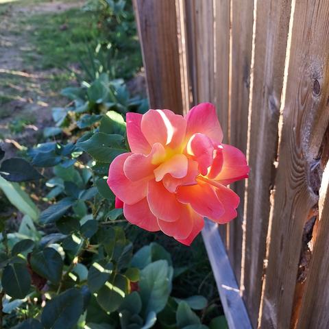a pink rose with creamy-yellow center at the base of the petals, and a gradual transition between the two colors.  wooden fence to the right, rose bush underneath