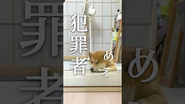 柴犬にピンチが迫る【あるじのステップ】