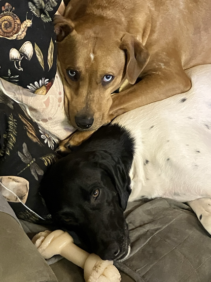 A red Catahoula snuggling with a black and white Pointer on a couch.