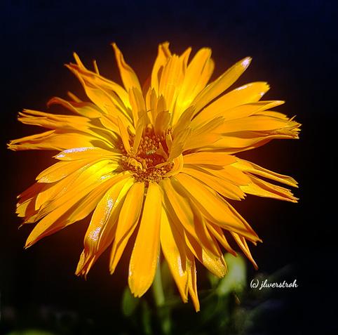 Marigold flower