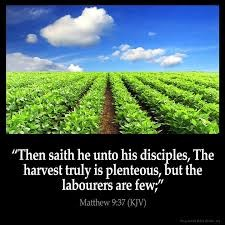 The image features a vast field of green crops under a bright blue sky with scattered white clouds. The crops are arranged in neat, parallel rows, creating a sense of order and symmetry. The foreground shows the lush greenery of the crops, while the background reveals the horizon where the sky meets the land. The image also includes a quote from the Bible, specifically Matthew 9:37 (KJV), which reads: "Then saith he unto his disciples, The harvest truly is plenteous, but the labourers are few." The text is white and contrasts sharply with the black background, making it easily readable. The overall composition of the image combines natural beauty with a spiritual message.  Provided by @altbot@fuzzies.wtf, generated privately and locally using Ovis2-8B