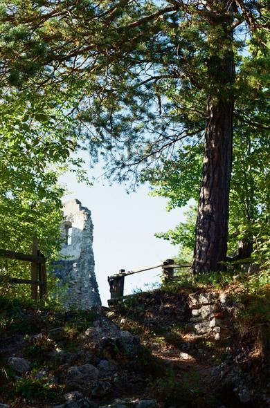 The photo shows a narrow, rocky forest path leading upward between stones and roots. On the right stands a tall pine tree whose branches stretch across the top of the picture. The path is framed on both sides by dense green foliage. In the background, partially visible through the trees, rises the gray, crumbling wall of a castle ruin with a window opening. A simple wooden railing suggests a viewpoint or passage near the ruins. Sunlight filters through the canopy, creating patches of light and shadow on the ground.