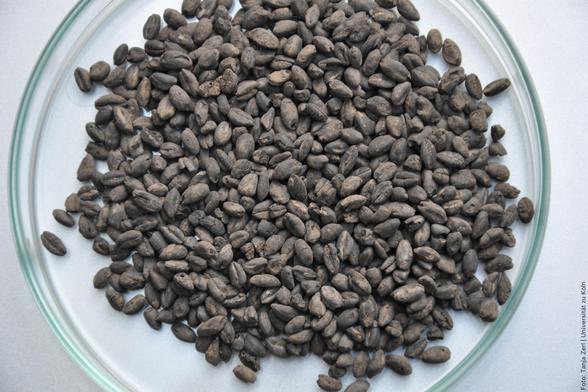 Ein Haufen von dunklen Samen in einer kristallinen Petrischale auf eine helle Oberflächen gelegt.