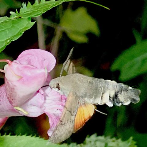das selbe taubenschwänzchen an einer anderen blüte der gleichen pflanze, diesmal von der seite. diesmal hat es auch nicht den ganzen kopf so tief in der blüte, sondern nur den rüssel, von dem man ein stück sehen kann, dünn und schwarz. auch schön zu sehen ist das auge seitlich am kopf und dass die hinterflügel ein schönes orange mit farbverlauf zeigen, heller und blasser innen am körper, kräftig und dunkel außen am rand. der hinterleib ist gar nicht so klar schwarz-weiß gebändert wie es auf dem anderen bild erschien sondern etwas unregelmäßig schwarz und weiß mit grau durchsetzt. er ist klar in ca. sechs segmente gegliedert und hat dadurch etwas schrimp-haftes, wie ich finde.