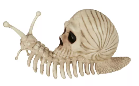 skull snail
