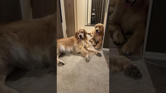 ぼくたちだいしんゆう！！(｀･ω･´)ｷﾘｯ#大型犬 #ゴールデンレトリバー
