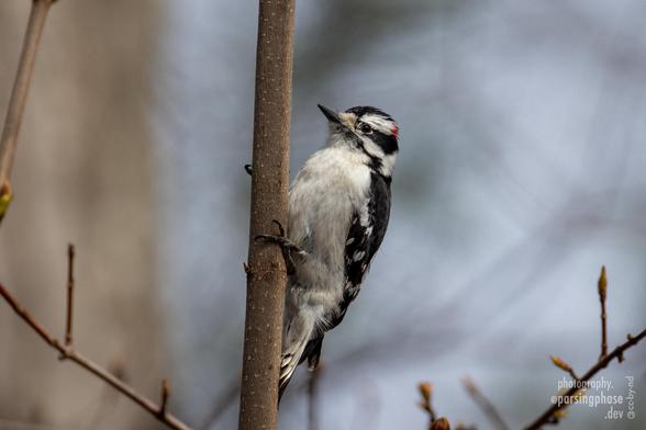 A fluffy black-and-white woodpecker clings to a narrow woody stem.