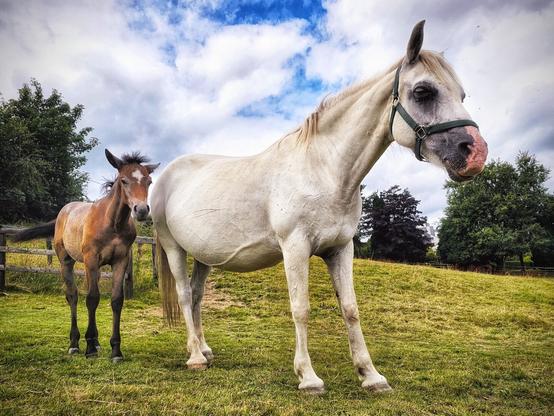 A low-angle photo of a large white horse and a small brown foal standing side-by-side in a grassy field. The white horse is in the foreground, facing slightly to the right, wearing a dark halter. The smaller brown foal stands behind and to the left of the mare, looking directly at the camera. Tall green trees line the background, and the sky is a dramatic mix of bright blue and large, patchy white clouds.