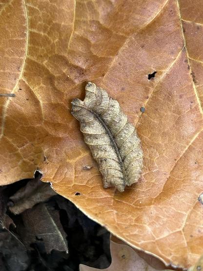 A small beige oval leaf rests on a rusty-colored maple leaf. The maple leaf is so much bigger than the smaller leaf that only part of the maple leaf shows in the picture.