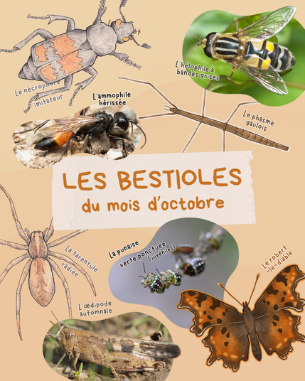 Image regroupant des dessins et des photographies de plusieurs « bestioles ». Il y a des photographies d’une œdipode automnal, de punaises vertes ponctuées juvéniles, d’une ammophile hérissée et d’un hélophile à bandes grises. Les dessins représentent un nécrophore imitateur, un phasme gaulois, un robert-le-diable et une tarentule radiée. Il est écrit au milieu « les bestioles du mois d’octobre ».