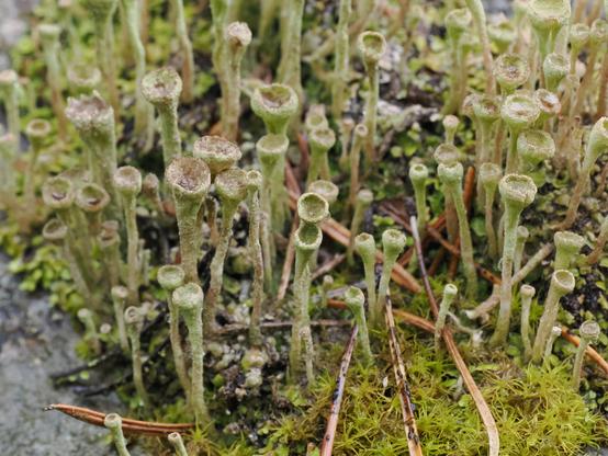 An extreme close-up of a stand of mint-green lichen trumpets, rising from a substrate of pebbles and moss.
