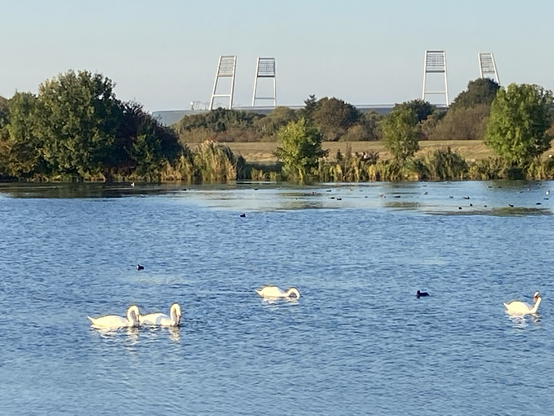 Schwäne und andere Wasservögel auf einem See in der Abendsonne. Im Hintergrund das Ufer und noch weiter hinten die Flutlichtmasten eines Fußballstadions.