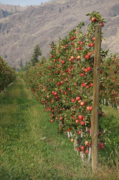 Rows of grafted apple trees full of ready to harvest fruit in an orchard near Cawston, BC, the arid hills in the background.