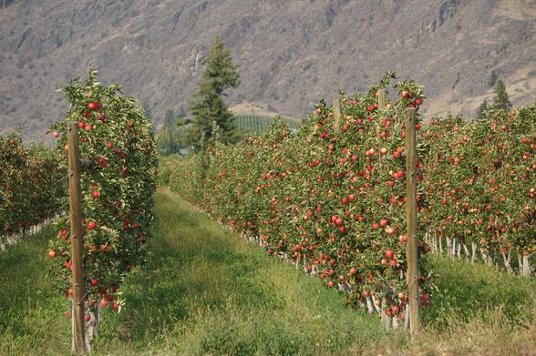 Rows of grafted apple trees full of ready to harvest fruit in an orchard near Cawston, BC, the arid hills in the background.
